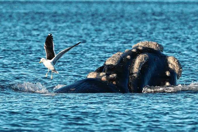 Hoy es el Día de la Ballena Franca Austral: la historia de Garra, ciencia y conservación para proteger a los gigantes del mar - Diario Río Negro