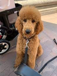 Check spelling or type a new query. Stud Dog Akc Red Standard Poodle Breed Your Dog