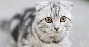 Cats are amazing animals full of beauty and grace. Facts About Your Cat S Eyes Petlifesa