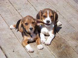 The wisconsin humane society is committed to providing protection, shelter, and care for wild and homeless animals. English Pocket Beagles 2 Love Home Facebook