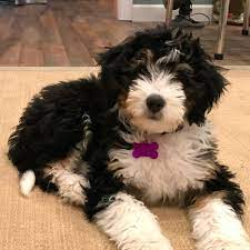 Their coats are often thick and vary widely in degree of curliness. Madison Gunner Litter Hc Bernedoodles