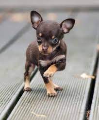 More images for how much does a baby chihuahua weigh » The Truth About The Teacup Chihuahua Animalso