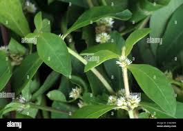 Image result for Alternanthera sessilis