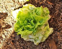 Maybe you would like to learn more about one of these? Birgit S Daily Bytes Re Growing Your Bought Produce Living Lettuce Growing Food Regrow Butter Lettuce Growing Vegetables