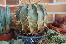 El moho que contiene el hongo negro se encuentra en el suelo, las plantas, el abono y las frutas y verduras en descomposición. 27 Ideas De Enfermedades De Cactus Y Suculentas Cactus Y Suculentas Suculentas Cuidado De Plantas