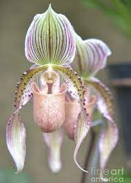 Striped And Spotted Orchid Greeting Card For Sale By Heather Jane Unusual Flowers Beautiful Orchids Orchids
