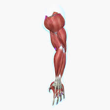 Related posts of arm muscles diagram picture human anatomy back muscles. Muscles Of The Human Arm 3d Model