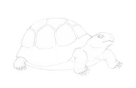 How To Draw A Turtle Embed this art into your website: how to draw a turtle