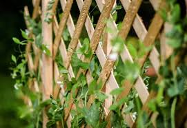 Instead of spending money to buy a trellis on the market, you can learn how to make a pea trellis by yourself. Trellis Ideas For Climbing Peas Planet Natural