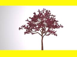 Unwanted branches should be removed when small to avoid the necessity of large pruning cuts in later years. How To Prune Apple Trees 11 Steps With Pictures Wikihow