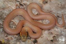 Brown House Snake Boaedon Capensis Photographed At Springboknamaqualand Northern Cape South Africa Pet Snake Snake Reptiles And Amphibians