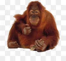 Selamat datang di yolla channel!kali ini, kami akan menggambarkan dan mewarnai gambar baru lagi. Sumatran Orangutan Png Sumatran Orangutan Male Sumatran Orangutan Baby Sumatran Orangutan Habitat Sumatran Orangutan Eating Sumatran Orangutan Map Sumatran Orangutan Conservation Sumatran Orangutan Population Map Of The Sumatran Orangutans Home