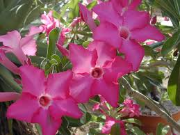 Image result for Adenium