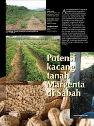 Kata pengantar puji syukur kehadirat tuhan yme karena dengan kacang tanah juga mengandung bahan yang dapat membina ketahanan tubuh untuk mencegah. Pdf Potensi Kacang Tanah Margenta Mardi Di Sabah
