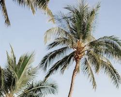 Gambar Tropical paradise wedding