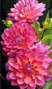 Minimal Q Ty Google Beautiful Flowers Amazing Flowers Flowers