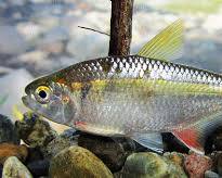 Lambari-tigre
