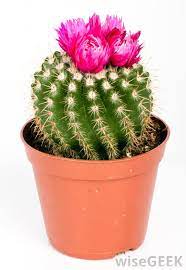 Reddit gives you the best of the internet in one place. What Are The Best Methods For Watering Cactus With Pictures