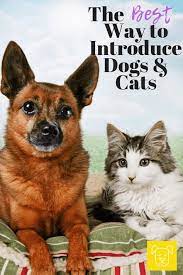 Introducing Cats And Dogs The Right Way Can Make All The Difference Click Though To Read About The Be Introducing Kitten To Dog Introducing Dog To Cat Dog Cat