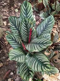 Calathea Plant Care Guide Tips For Growing Calathea Plant Plants Calathea