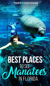 11 Places In Florida Perfect For Spotting Manatees Places In Florida Best Places In Florida Florida Vacation
