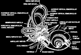 These infections can affect a person's hearing and balance. Inner Ear Structure An Ear Infection May Start With A Common Upper Download Scientific Diagram