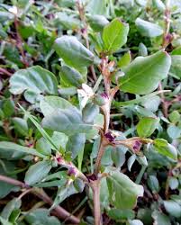 Image result for Trianthema