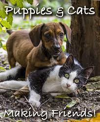 A Simple Guide To Introducing A Puppy To A Cat Introducing Puppy To Cat Dog Care Cats