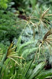 Image result for Cynodon aethiopicus