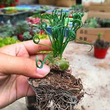 Image result for Albuca kirkii