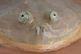 Despite their popularity, budgett's frogs can be hard for new keepers to care for. Frogs Friends On Twitter Frogfriday Could These Eyes Lie Lepidobatrachus Laevis The Budgett S Frog