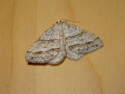 Image result for Mesotype parallelolineata