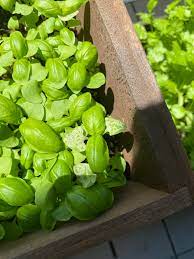 Large broad leaves, green stems, usually develops white flowers. Help New Basil Getting White Lines Is This Bad Gardening