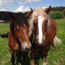 What S A Black Forest Draft Horse Breed Facts And Colors