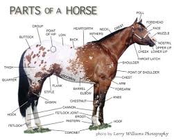 Horse And Saddle Diagrams Epic Field Notes