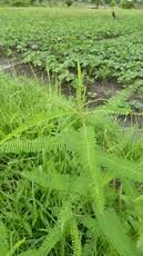 Image result for Sesbania pachycarpa