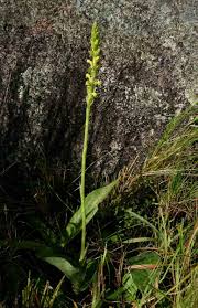 Image result for Satyrium chlorocorys