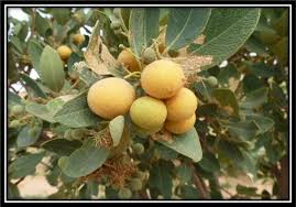 Image result for Landolphia villosa