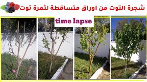 pin on مراحل نمو شجرة التوت من الخريف لحين الاثمار و معلومات عن زراعة شجرة التوت فيديو مسرع https youtu be kms 8onrua