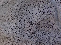 Growth type crustose chemical results negative. Verrucaria Wikipedia Wolna Encyklopedia
