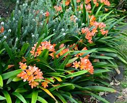 Image result for clivia