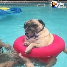 If your little friend gets into a pool of water and it gets 15 seconds of slurping water, it may encounter health difficulties.the dog may not show signs immediately, but after some days, it may suffer vomiting, dehydration, or diarrhea. New Trending Gif On Giphy Follow Jagilsdorf For More Jagilsdorf Com Dog Pool Dog Swimming Cute Dogs