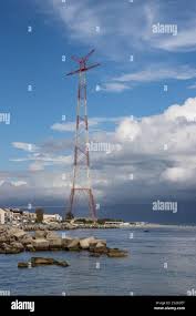 Image result for Memecylon torrei