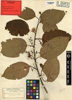 Image result for Maesa lanceolata