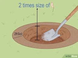 Maybe you would like to learn more about one of these? ÙƒÙŠÙÙŠØ© Ø²Ø±Ø§Ø¹Ø© Ø´Ø¬Ø±Ø© Ø§Ù„Ù…Ø§Ù†Ø¬Ùˆ ØµÙˆØ± ØªÙˆØ¶ÙŠØ­ÙŠØ© Wikihow