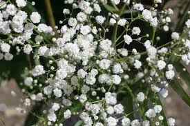Is baby's breath flowers poisonous. 2 582 Babys Breath Photos Free Royalty Free Stock Photos From Dreamstime