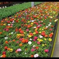 Jual beli bunga krokot online terlengkap, aman & nyaman di tokopedia. Jual Open Ds Tanaman Bibit Bunga Hias Krokot Japanese Rose Moss Rose Merah Di Lapak Rosnarosana250 Bukalapak