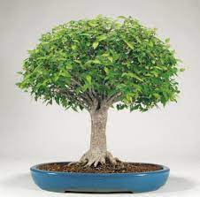 Everest Bonsai Nepal Posts Facebook