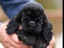Black And Brown Cocker Spaniel Puppies For Sale Ania S Cockers Has Puppies For Sale On Akc Puppyfinder Black Cocker Spaniel Puppies Black Cocker Spaniel Spaniel Puppies