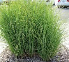 Image result for Panicum aequinerve